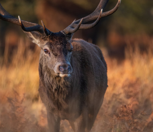 Caccia Magazine novembre 2022 in edicola dal 20 ottobre Caccia Magazine novembre 2022: cervo in primo piano