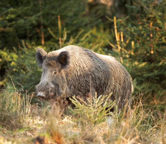 Caccia al cinghiale in Liguria, le nuove disposizioni Caccia al cinghiale in Liguria