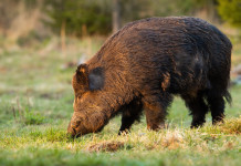 Caccia al cinghiale in Liguria, lettera al ministro Caccia al cinghiale in Liguria