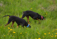 Caccia alla lepre: identikit del buon canettiere Caccia alla lepre identikit del buon canettiere