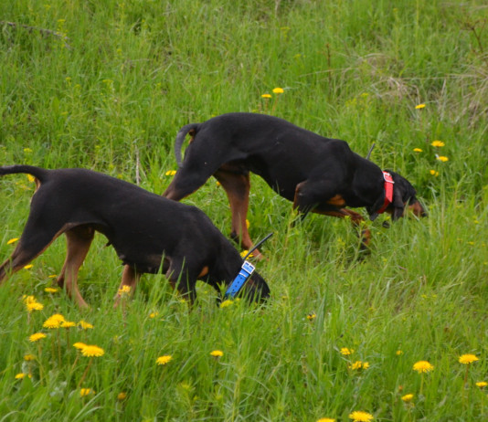 Caccia alla lepre: identikit del buon canettiere Caccia alla lepre identikit del buon canettiere