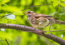 Caccia alla migratoria in Emilia Romagna, la decisione della giunta Caccia alla migratoria in Emilia Romagna: tordo sassello su ramo