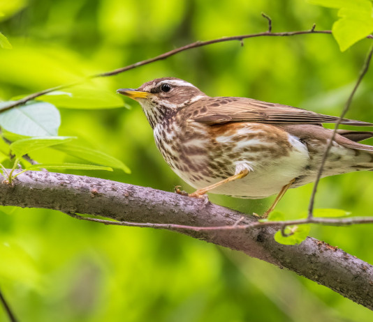 Caccia alla migratoria in Emilia Romagna, la decisione della giunta Caccia alla migratoria in Emilia Romagna: tordo sassello su ramo