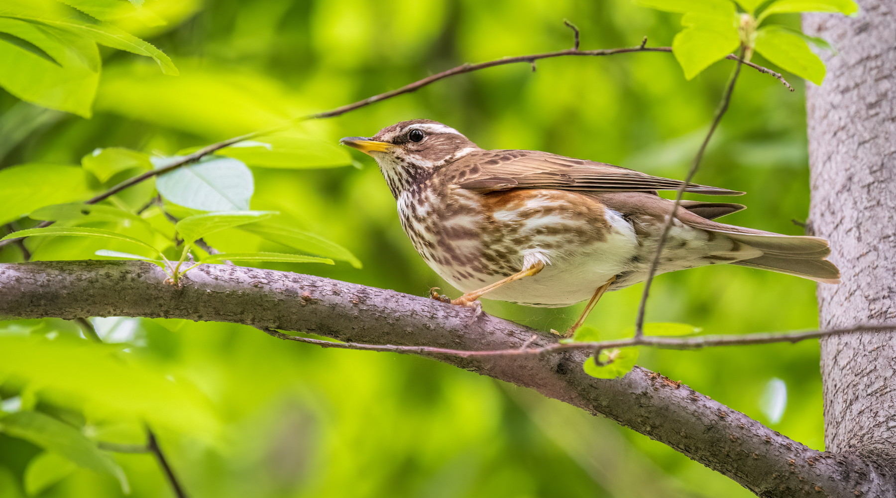 Caccia alla migratoria in Emilia Romagna, la decisione della giunta Caccia alla migratoria in Emilia Romagna: tordo sassello su ramo