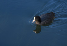Caccia alla migratoria in Veneto, ripristinata una giornata integrativa settimanale Caccia alla migratoria in Veneto, ripristinata una giornata integrativa settimanale: folaga in ambiente acquatico