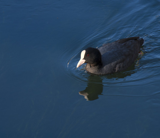 Caccia alla migratoria in Veneto, ripristinata una giornata integrativa settimanale Caccia alla migratoria in Veneto, ripristinata una giornata integrativa settimanale: folaga in ambiente acquatico