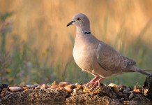 Caccia alla tortora dal collare, Arcicaccia scrive ad Atc toscani Caccia alla tortora dal collare, Arcicaccia scrive ad Atc toscani