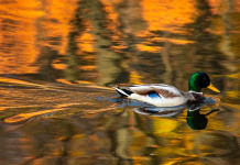 Caccia in Veneto, incontro associazioni-assessore Caccia in Veneto: germano reale in ambiente autunnale