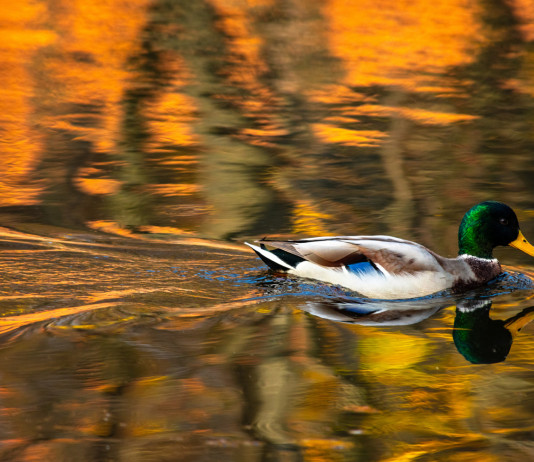 Caccia in Veneto, incontro associazioni-assessore Caccia in Veneto: germano reale in ambiente autunnale