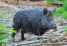 Caccia in braccata in Toscana: le indicazioni Caccia in braccata in Toscana: cinghiale