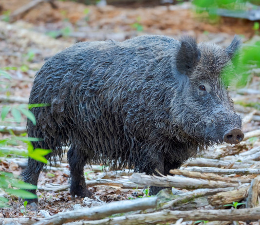 Caccia in braccata in Toscana: le indicazioni Caccia in braccata in Toscana: cinghiale