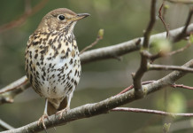 Cacciare fuori regione, approvata delibera per la Toscana Cacciare fuori regione: tordo bottaccio su ramo
