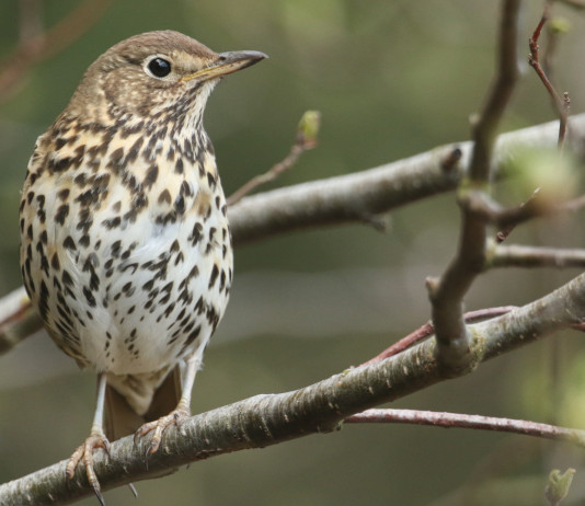 Cacciare fuori regione, approvata delibera per la Toscana Cacciare fuori regione: tordo bottaccio su ramo