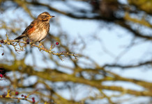 Calendario venatorio del Veneto, confronto giunta-cacciatori Calendario venatorio del Veneto: tordo sassello