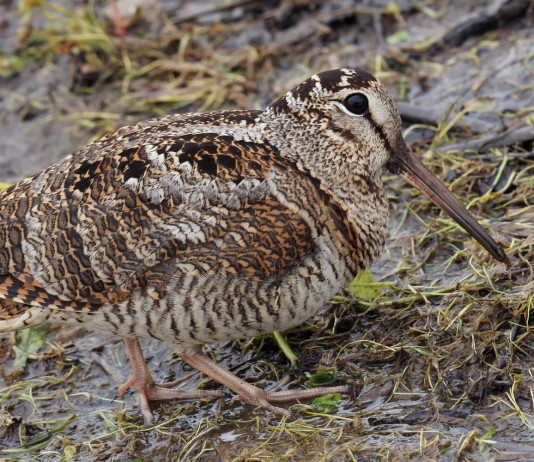 Calendario venatorio del Veneto, respinto ricorso Regione Calendario venatorio del Veneto: beccaccia in ambiente naturale