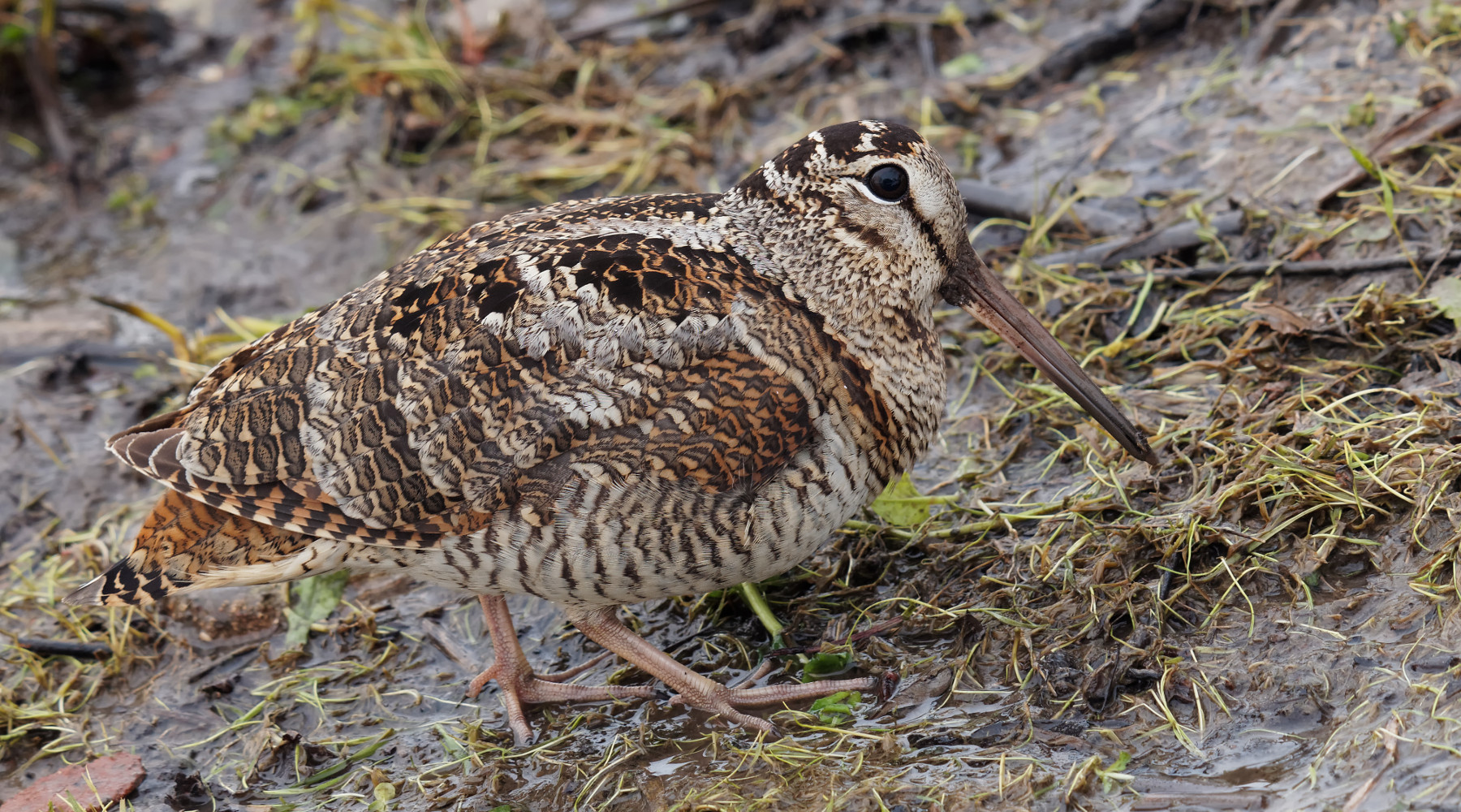 Calendario venatorio del Veneto, respinto ricorso Regione Calendario venatorio del Veneto: beccaccia in ambiente naturale
