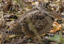 Cambiano le date di chiusura della caccia in Campania Cambiano le date di chiusura della caccia in Campania: beccaccia nel bosco