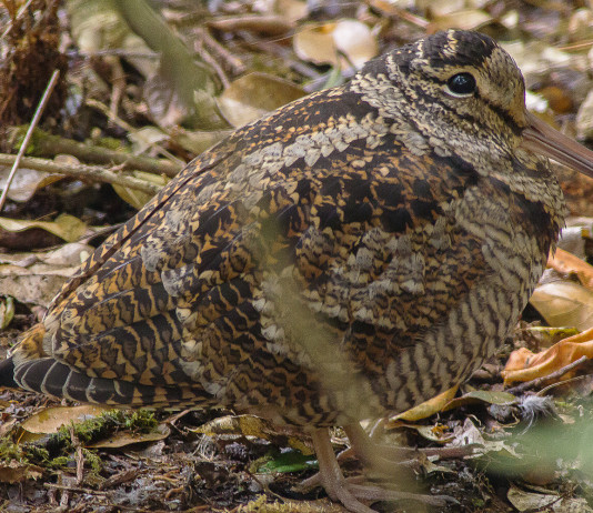 Cambiano le date di chiusura della caccia in Campania Cambiano le date di chiusura della caccia in Campania: beccaccia nel bosco