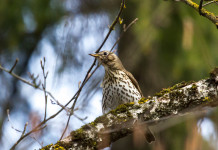 Chiusura della caccia in Liguria, la sentenza Chiusura della caccia in Liguria: tordo bottaccio su ramo di un albero