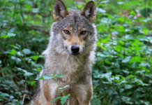 Direttiva habitat, l’analisi di Face sui grandi carnivori Direttiva habitat e grandi carnivori: lupo nel bosco