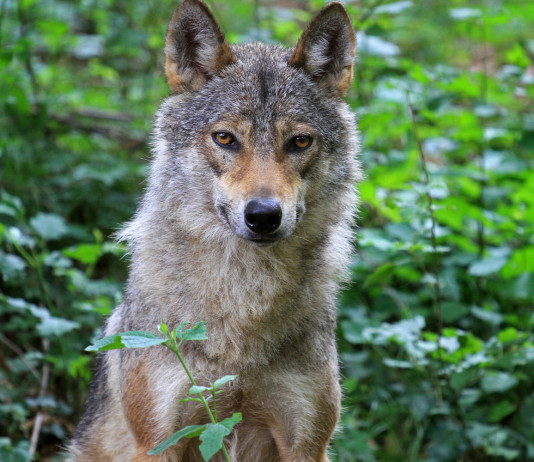 Direttiva habitat, l’analisi di Face sui grandi carnivori Direttiva habitat e grandi carnivori: lupo nel bosco