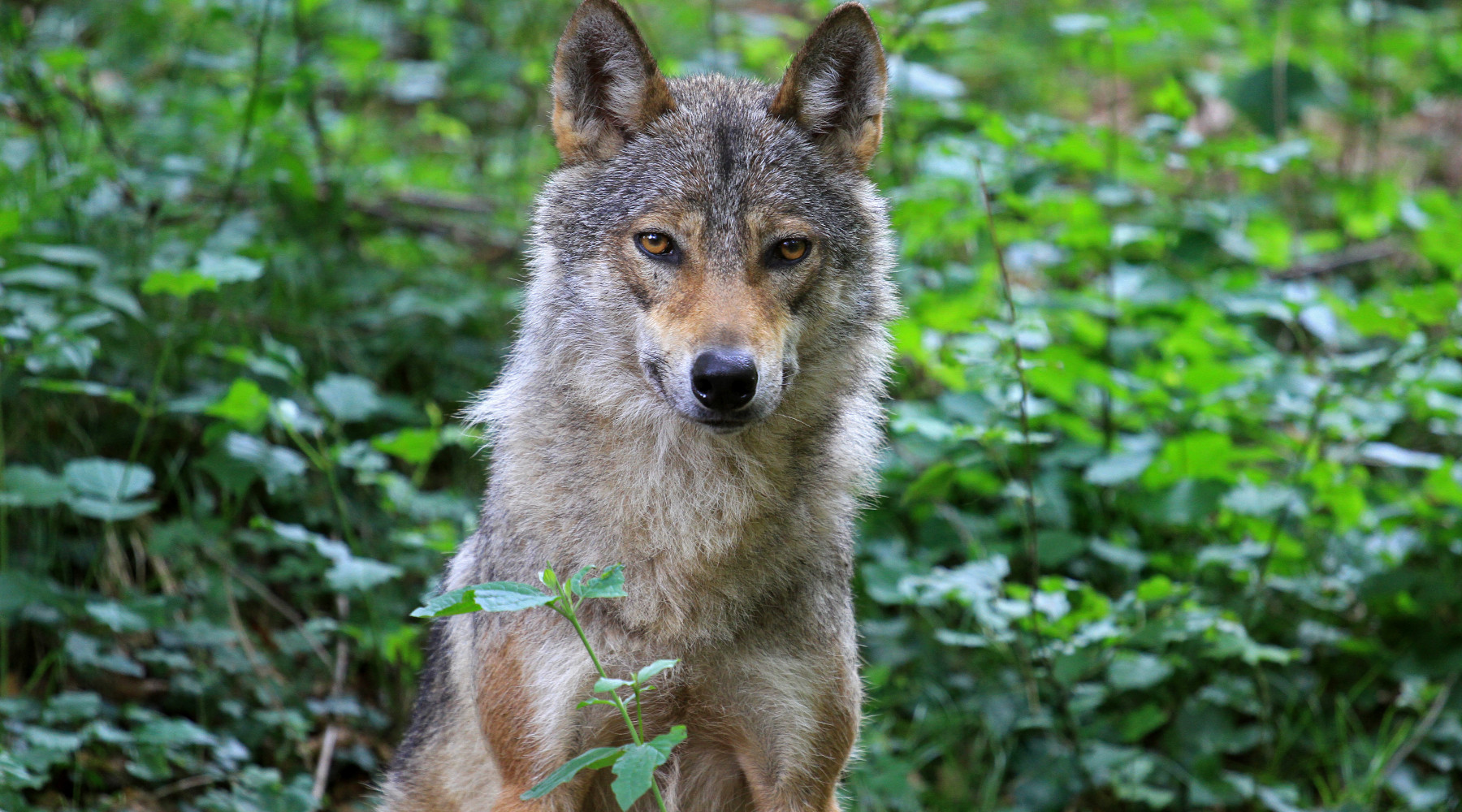 Direttiva habitat e grandi carnivori: lupo nel bosco