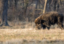 Foraggiamento del cinghiale, la posizione della Liguria Foraggiamento del cinghiale