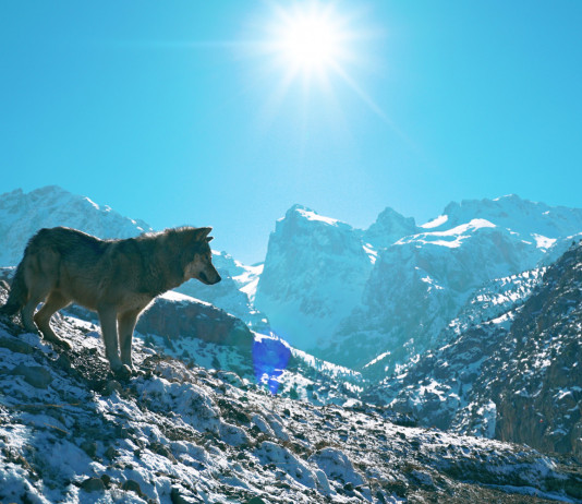 Gestione del lupo, 43 eurodeputati scrivono a von der Leyen Gestione del lupo: lupo in montagna