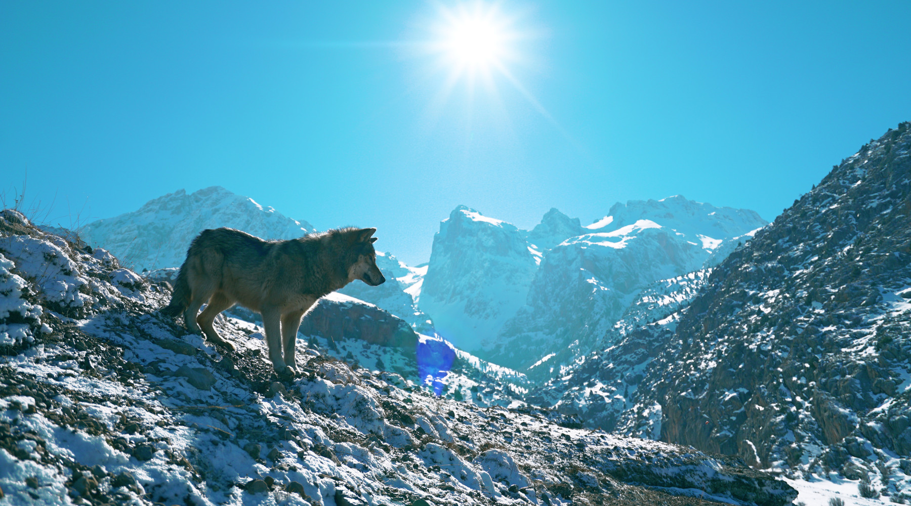 Gestione del lupo: lupo in montagna