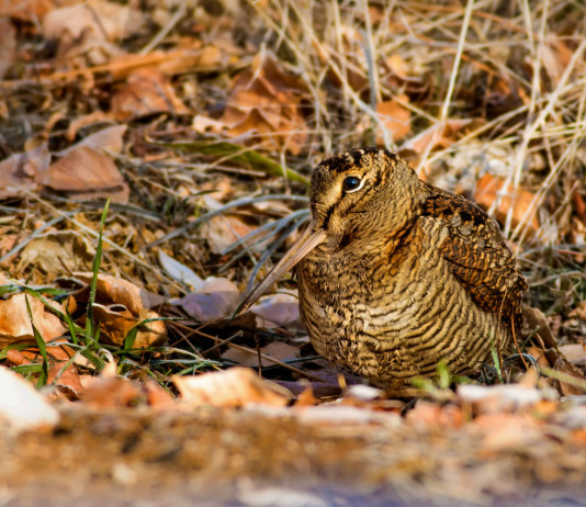 Gestione e conservazione dell’avifauna europea: il convegno Gestione e conservazione dell’avifauna europea: beccaccia tra le foglie autunnali