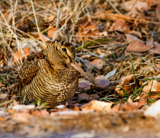 Il Consiglio di Stato modifica il calendario venatorio dell’Emilia Romagna Il Consiglio di Stato modifica il calendario venatorio dell’Emilia Romagna: beccaccia in ambiente naturale
