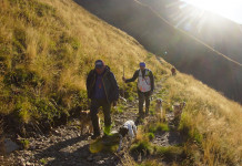 Il cane da montagna, da beccacce e beccaccini Il cane da montagna, da beccacce e beccaccini