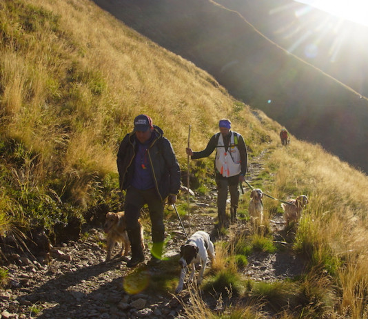 Il cane da montagna, da beccacce e beccaccini Il cane da montagna, da beccacce e beccaccini