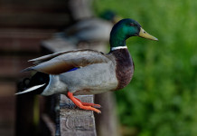 Influenza aviaria in Lombardia, il ruolo dei cacciatori Influenza aviaria in Lombardia: germano reale