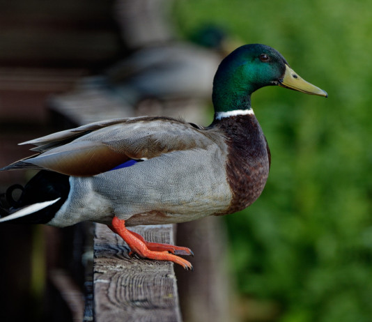 Influenza aviaria in Lombardia, il ruolo dei cacciatori Influenza aviaria in Lombardia: germano reale