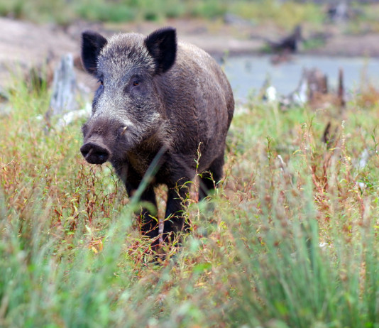 Lombardia finanzia centri di lavorazione della selvaggina Lombardia finanzia centri di lavorazione della selvaggina: cinghiale in ambiente naturale, vicino a lago