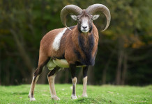 Mufloni al Giglio, interviene Cncn Mufloni al Giglio