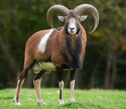 Mufloni al Giglio, interviene Cncn Mufloni al Giglio