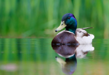 Niente giornate aggiuntive per la caccia alla migratoria in Veneto Niente giornate aggiuntive per la caccia alla migratoria in Veneto: germano reale in ambiente acquatico