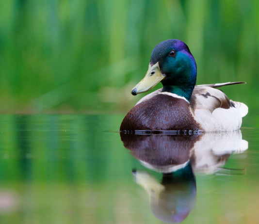 Niente giornate aggiuntive per la caccia alla migratoria in Veneto Niente giornate aggiuntive per la caccia alla migratoria in Veneto: germano reale in ambiente acquatico