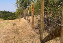 Peste suina africana, nuovo stanziamento per recinzioni in Lombardia Peste suina africana, nuovo stanziamento per recinzioni in Lombardia