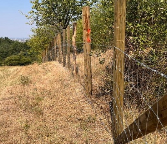 Peste suina africana, nuovo stanziamento per recinzioni in Lombardia Peste suina africana, nuovo stanziamento per recinzioni in Lombardia
