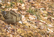 Quali calendari venatori ancora non definitivi? Quali calendari venatori ancora non definitivi: beccaccia nel bosco tra le foglie autunnali