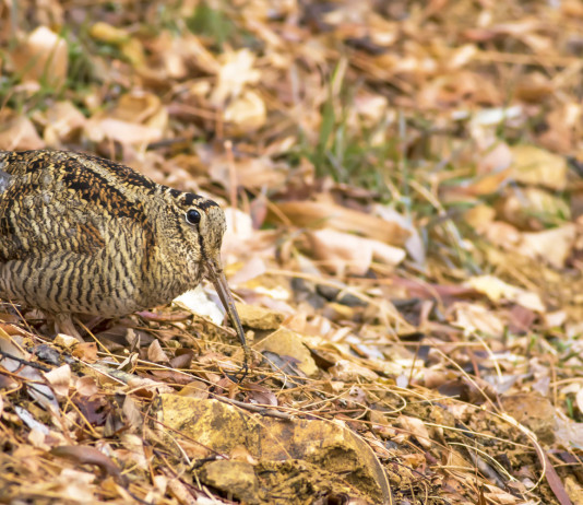 Quali calendari venatori ancora non definitivi? Quali calendari venatori ancora non definitivi: beccaccia nel bosco tra le foglie autunnali
