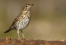 Richiami vivi in Lombardia: Federcaccia scrive a Regione Richiami vivi in Lombardia: tordo bottaccio