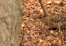 Salvo il calendario venatorio della Toscana Salvo il calendario venatorio della Toscana: beccaccia nel bosco