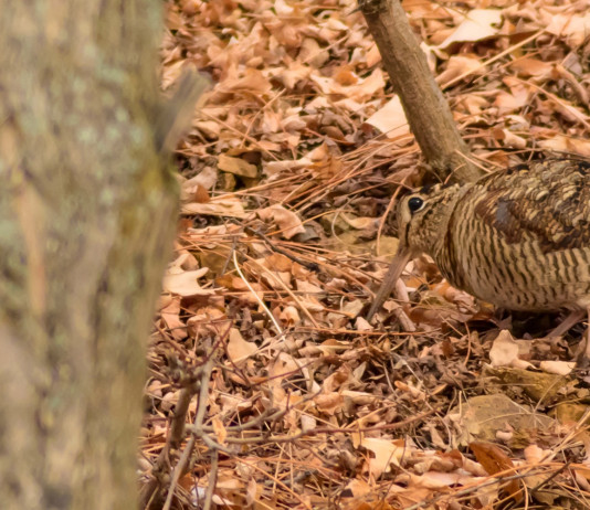 Salvo il calendario venatorio della Toscana Salvo il calendario venatorio della Toscana: beccaccia nel bosco
