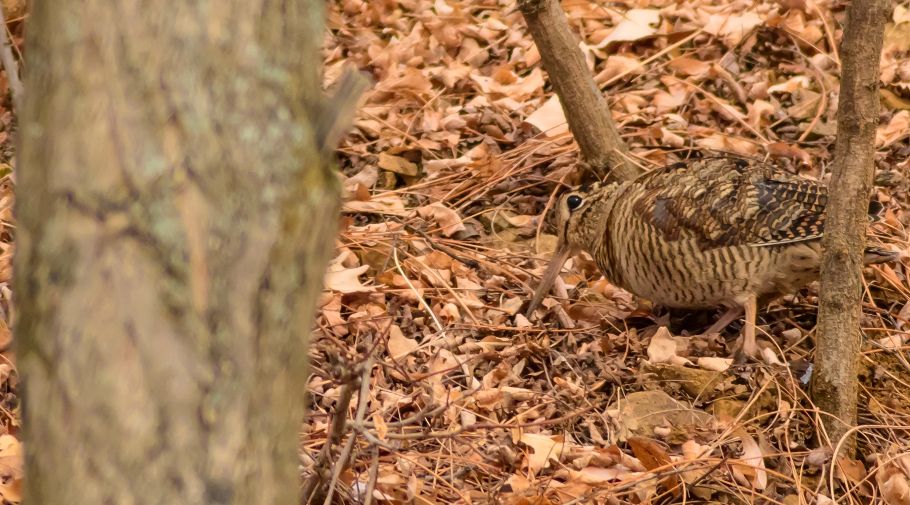 Salvo il calendario venatorio della Toscana Salvo il calendario venatorio della Toscana: beccaccia nel bosco