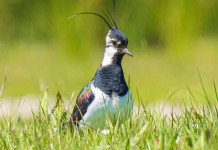 Sospesa la caccia alla pavoncella in Sardegna Sospesa la caccia alla pavoncella in Sardegna