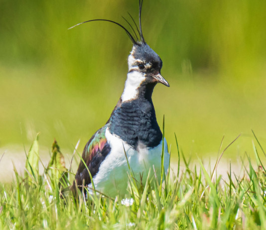 Sospesa la caccia alla pavoncella in Sardegna Sospesa la caccia alla pavoncella in Sardegna
